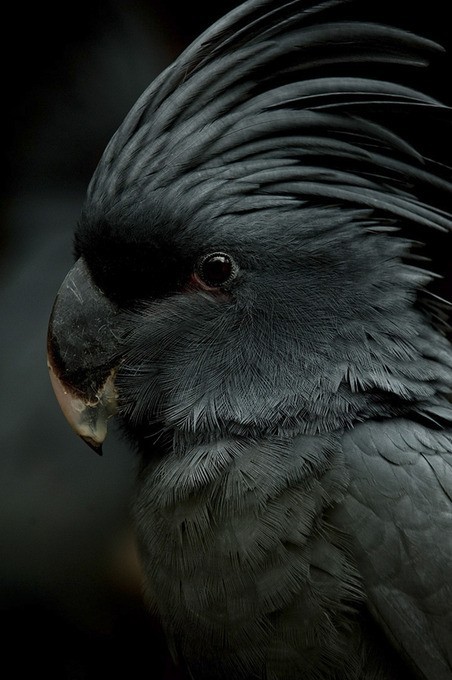 Photo:  Black Parrot